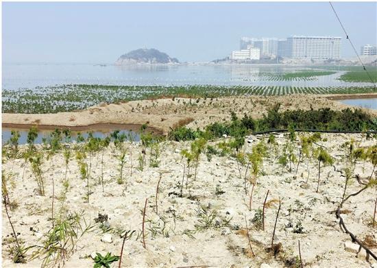 之江新事丨北方柽柳初步试种成功 洞头探索“南红北柳”修复海岸线